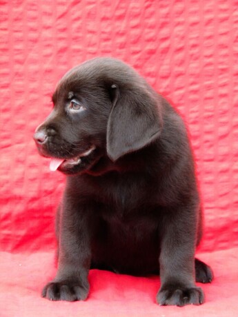 labrador-retriver-top-ponuda-big-3