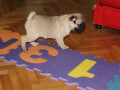 mops-stene-small-1