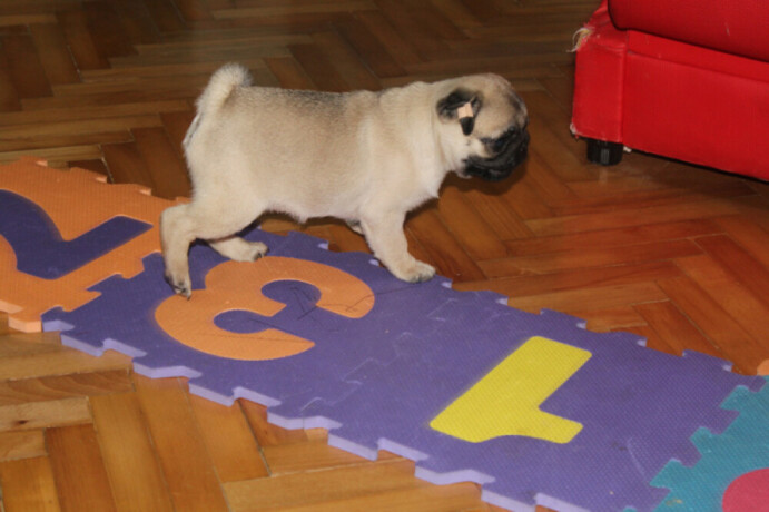 mops-stene-big-1