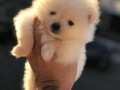 pomeranac-boo-muzjaci-i-zenke-small-0