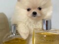 pomeranac-boo-muzjaci-i-zenke-small-1