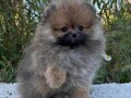 pomeranac-boo-muzjaci-i-zenke-small-4