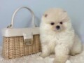 pomeranac-boo-muzjaci-i-zenke-small-3