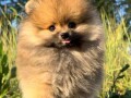 pomeranac-boo-muzjaci-i-zenke-small-2