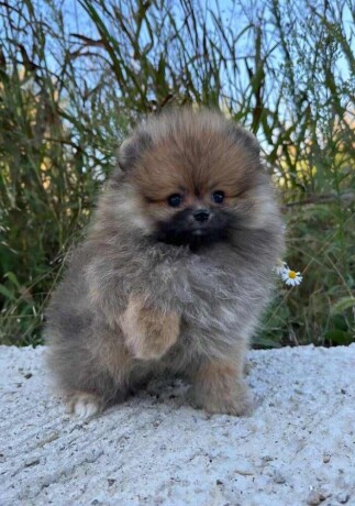 pomeranac-boo-muzjaci-i-zenke-big-4