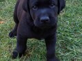 labrador-retriver-small-1