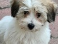 coton-de-tulear-stenci-small-0