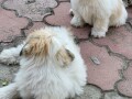 coton-de-tulear-stenci-small-4