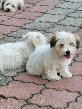 coton-de-tulear-stenci-big-1