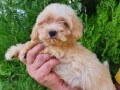 maltipoo-stenci-small-2