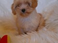 maltipoo-stenci-small-4