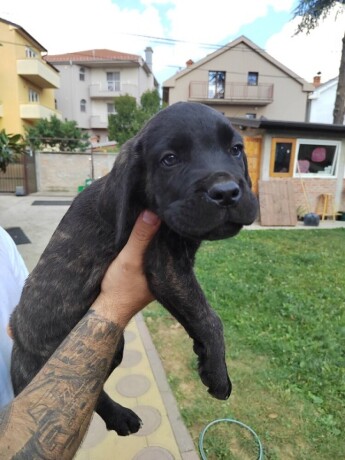 cane-corso-stenci-izvrsnog-porekla-big-1