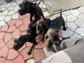 cane-corso-stenci-small-3