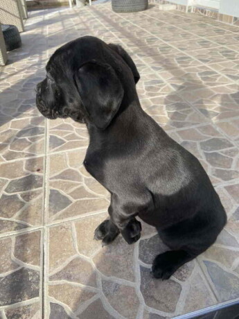 cane-corso-stenci-big-1