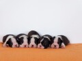 boston-terrier-stenad-small-0