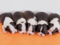 boston-terrier-stenad-small-1