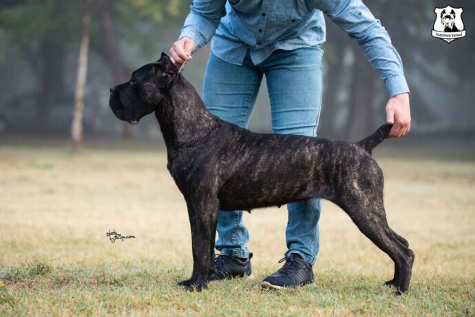 cane-corso-stenci-iz-odg-nubilium-big-4