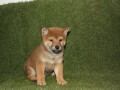 shiba-inu-stenci-small-2