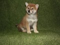 shiba-inu-stenci-small-3