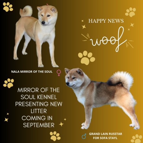 shiba-inu-stenci-big-0