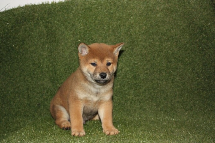 shiba-inu-stenci-big-2