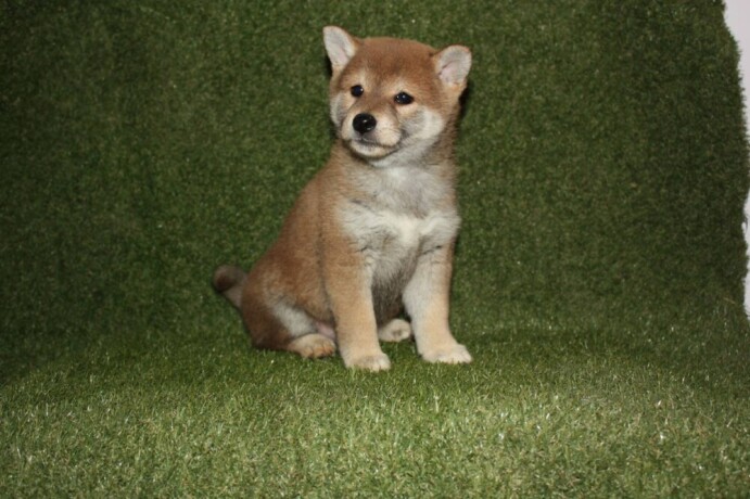 shiba-inu-stenci-big-3