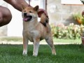 shiba-inu-stenci-small-2