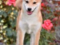 shiba-inu-stenci-small-3