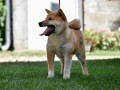 shiba-inu-stenci-small-0