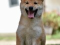 shiba-inu-stenci-small-4