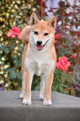 shiba-inu-stenci-big-3