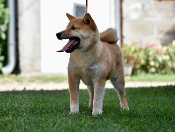 shiba-inu-stenci-big-0