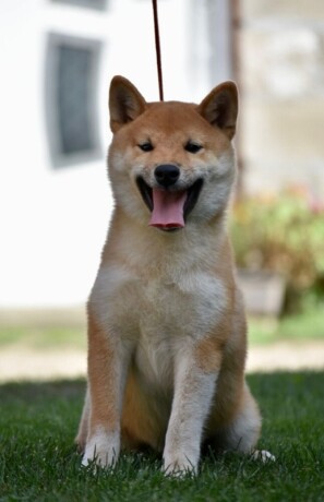 shiba-inu-stenci-big-4