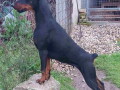 doberman-zenka-na-prodaju-25-godine-stara-small-1