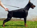 doberman-zenka-na-prodaju-25-godine-stara-small-0