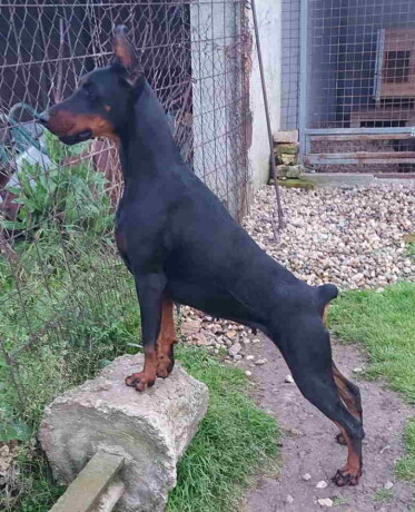 doberman-zenka-na-prodaju-25-godine-stara-big-1