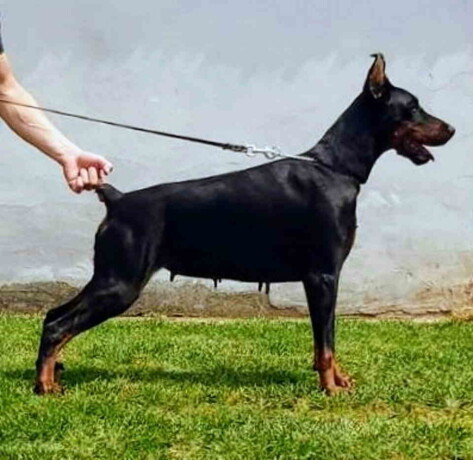 doberman-zenka-na-prodaju-25-godine-stara-big-0