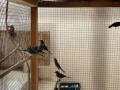 ptice-iz-afrikeafricke-zebicekanarinci-small-3