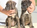 cane-corso-kane-korso-small-1