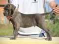 cane-corso-kane-korso-small-4