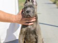 cane-corso-kane-korso-small-3