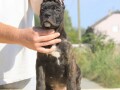 cane-corso-kane-korso-small-0