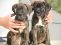 cane-corso-kane-korso-small-2