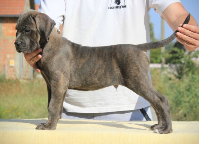 cane-corso-kane-korso-big-4