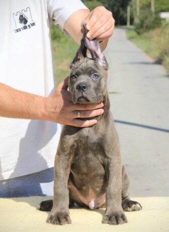 cane-corso-kane-korso-big-3