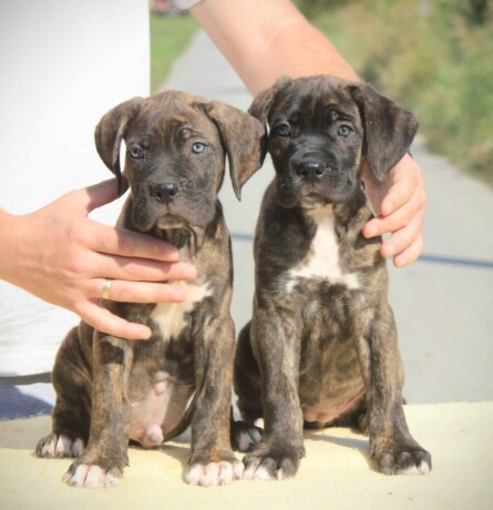 cane-corso-kane-korso-big-2