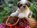 shih-tzu-vrhunski-stenci-small-2