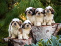 shih-tzu-vrhunski-stenci-small-1