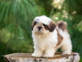 shih-tzu-vrhunski-stenci-small-3