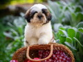 shih-tzu-vrhunski-stenci-small-4